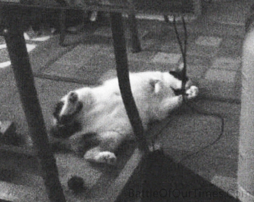 lazypussy